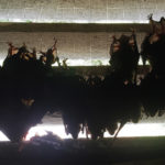 Bat Removal Minneapolis