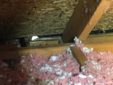 Wild Animals in Attic