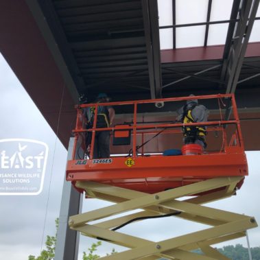 Commercial Wildlife Trapping