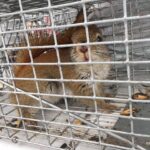 Squirrel Trapping and Removal