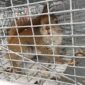 Squirrel Trapping and Removal
