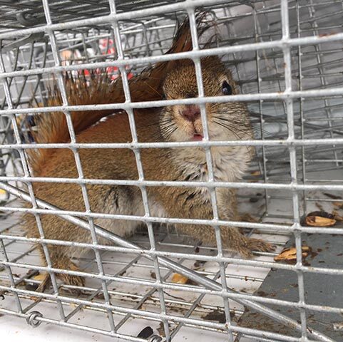 Squirrel Trapping and Removal