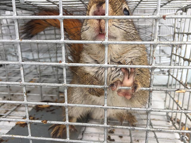 Squirrel Removal, Squirrels in Attic, Damage Repair, Independence MO