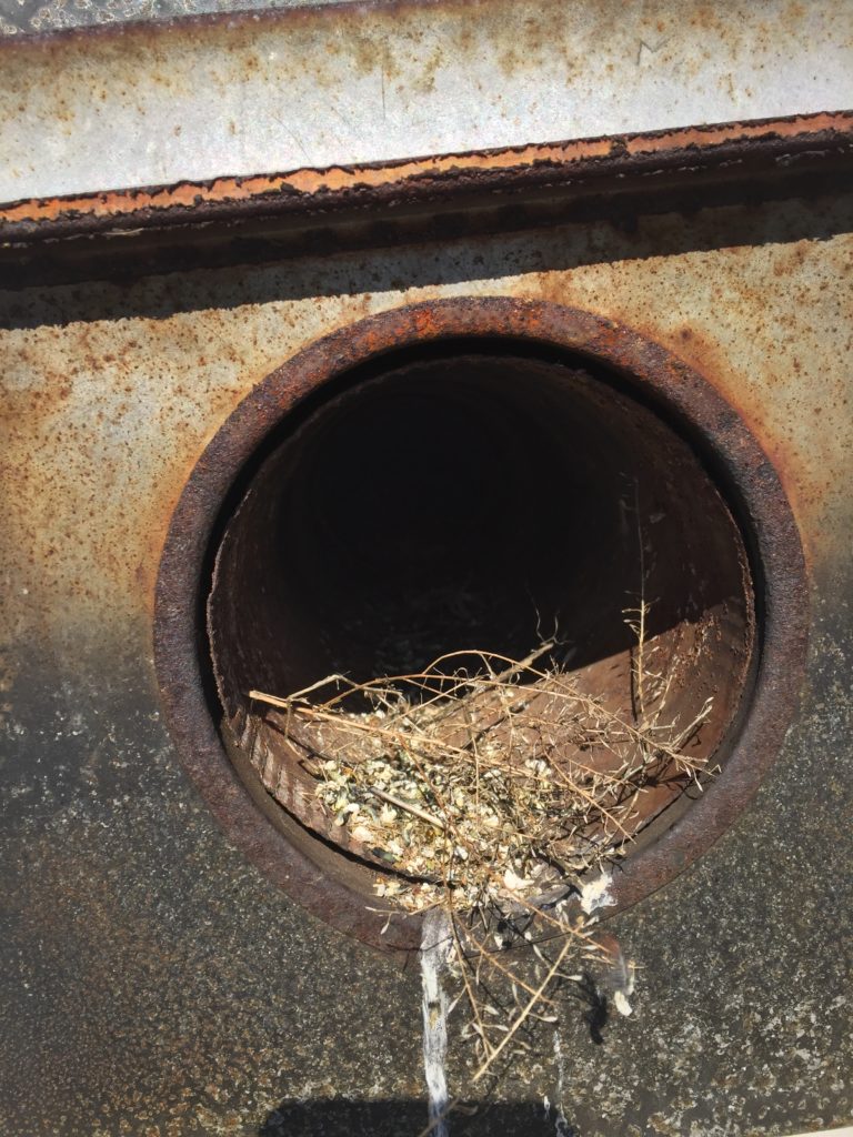 Birds In Exhaust Vents Replacement Exclusion Minneapolis