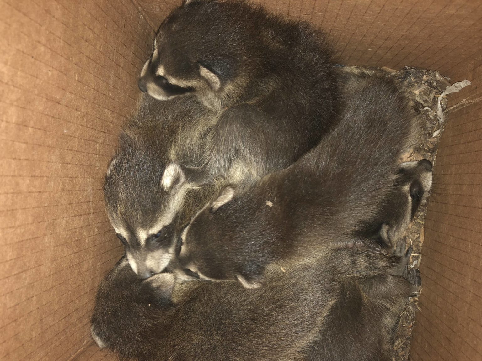 Raccoon Removal Twin Cities, Raccoons in Attic, Home