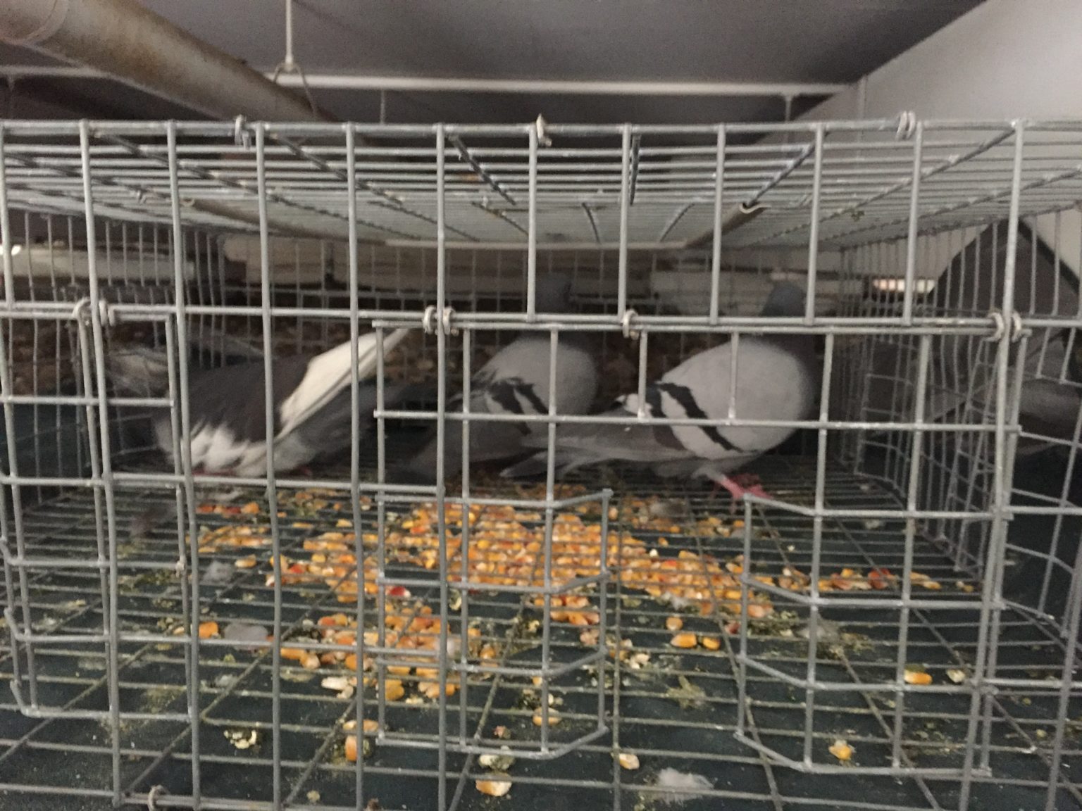 Pigeon Control Twin Cities Removal Of Pigeon Problems