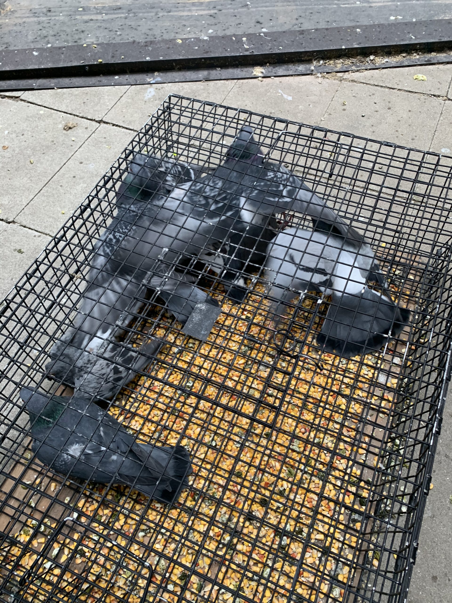 Pigeon Control Twin Cities Removal Of Pigeon Problems