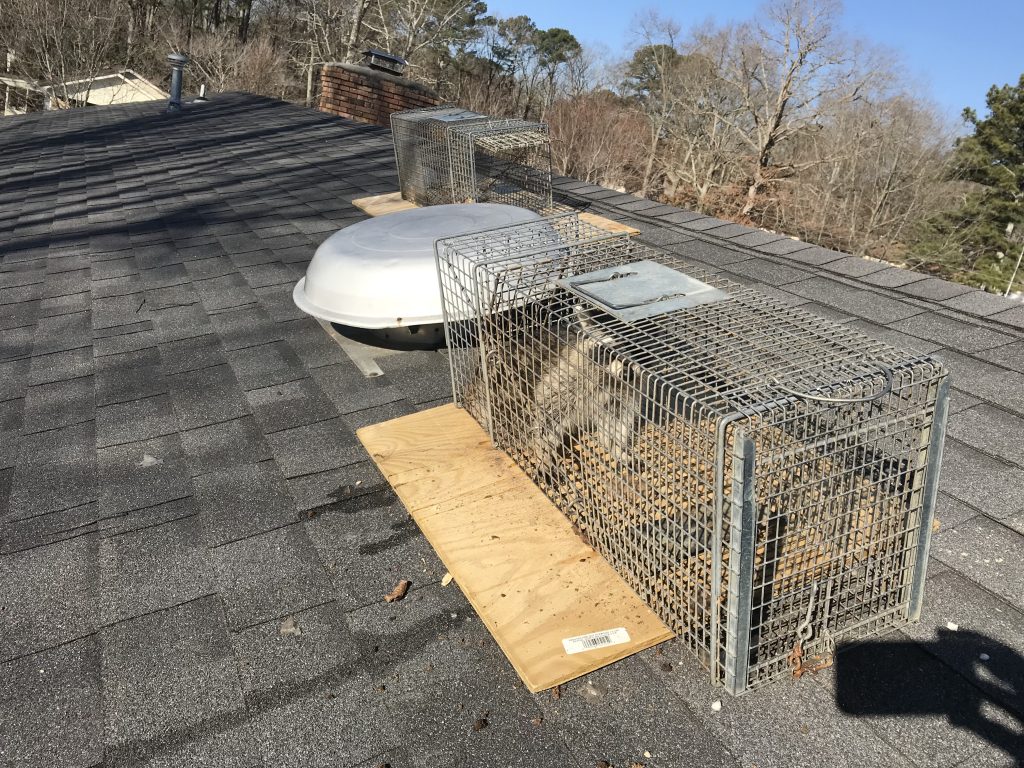 Wildlife Removal, Repair and Exclusion